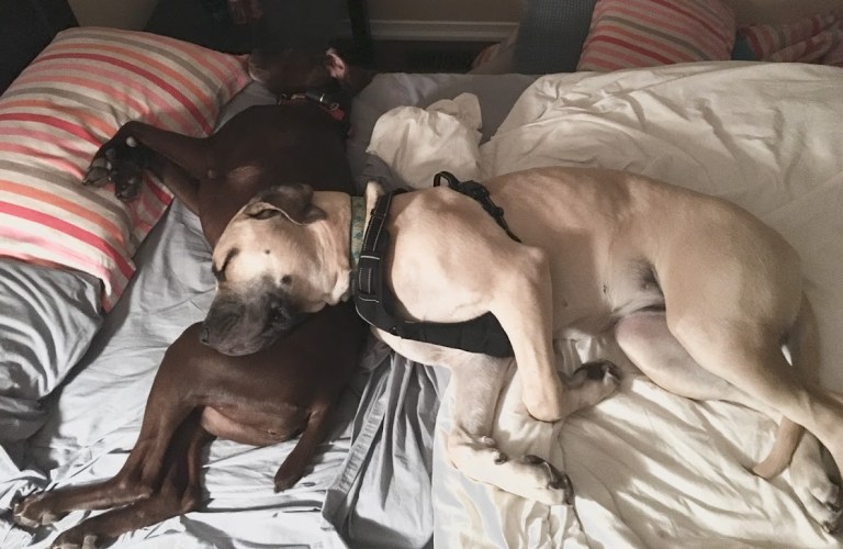 addie laying on Kona on Julies bed