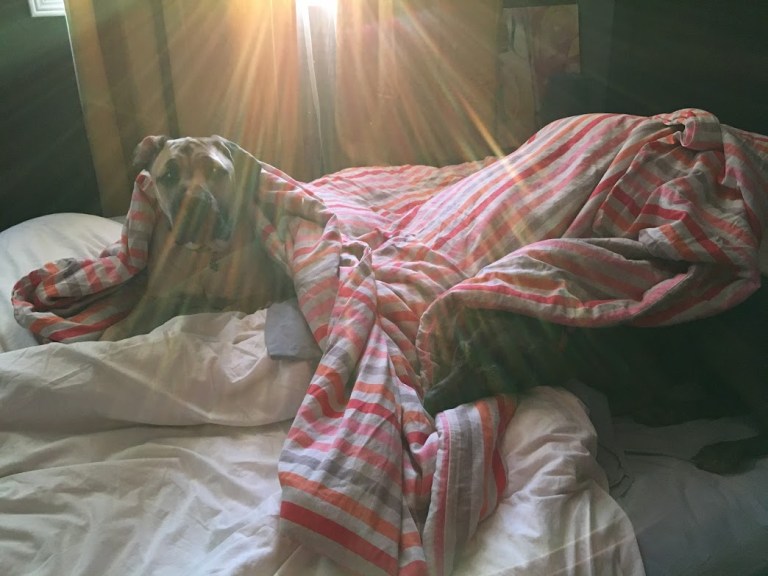 Addie and Kona on bed in sunshine