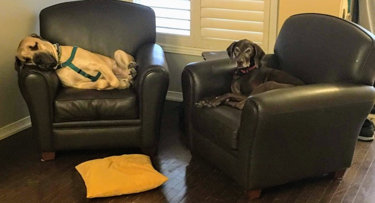 kona and addie on chairs