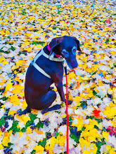 Kona in the fall 2018